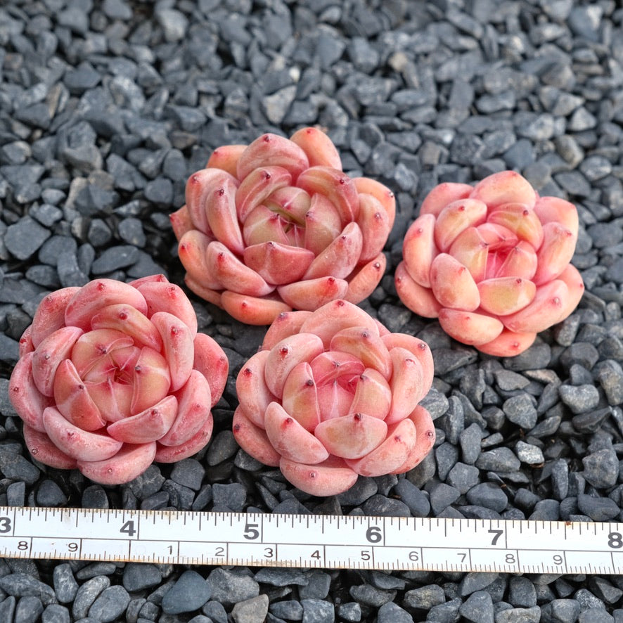 Echeveria Aries Imported Succulent Plant
