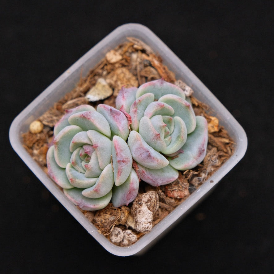 Echeveria Red Sun babies Korean Succulent Plant Changhee hybrid