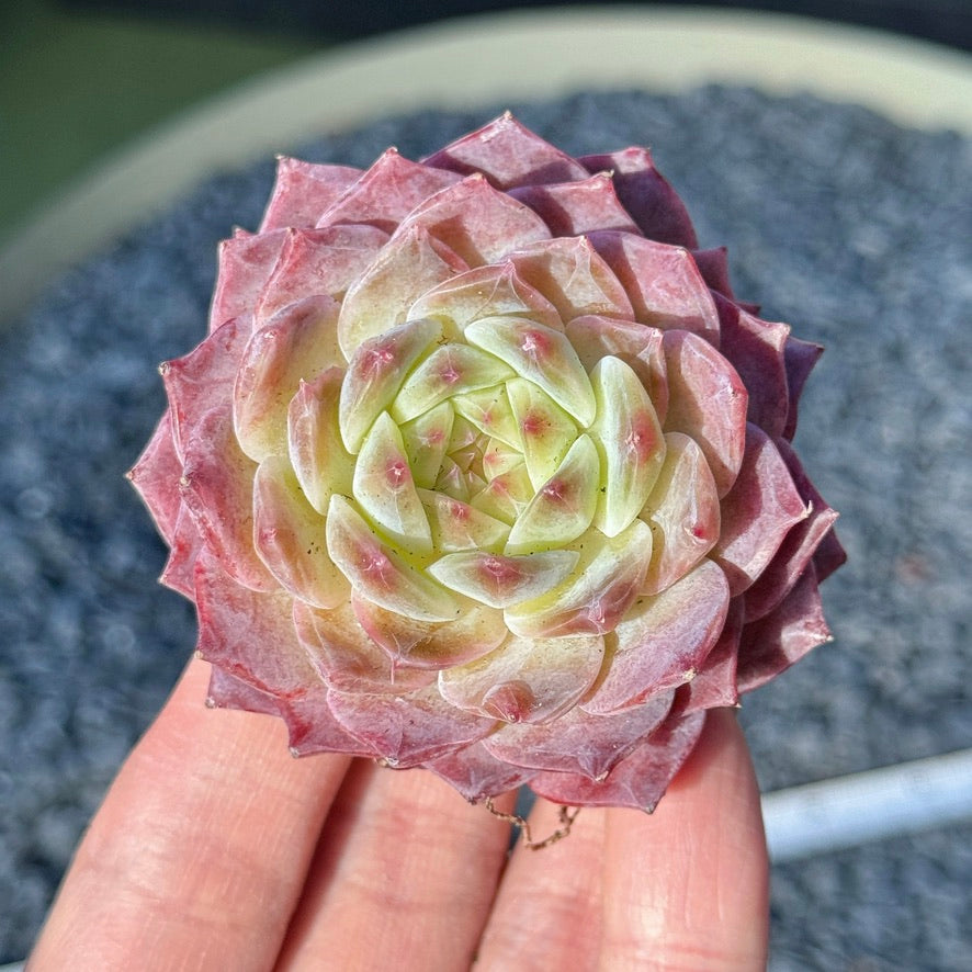Echeveria Rosé Succulent Plant H
