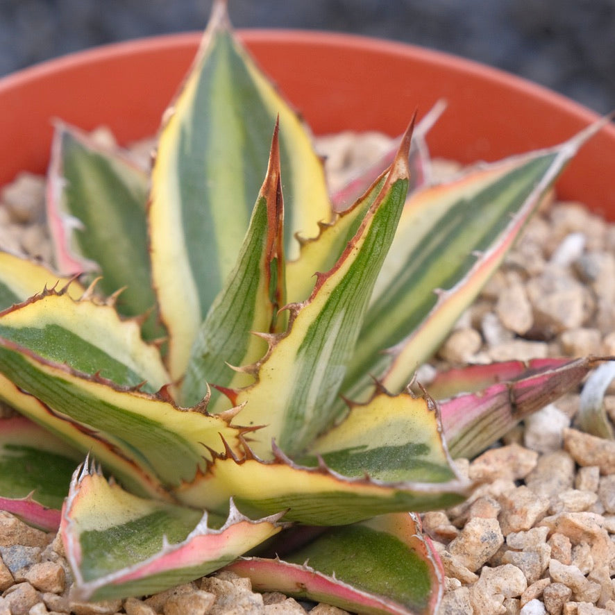 Variegated Agave Quadricolor Succulent Plant