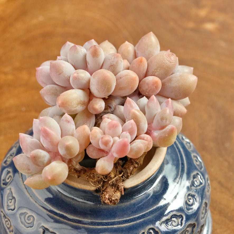 korean succulents for sale Pachyphytum Baby Fingers Korean Succulent Plant