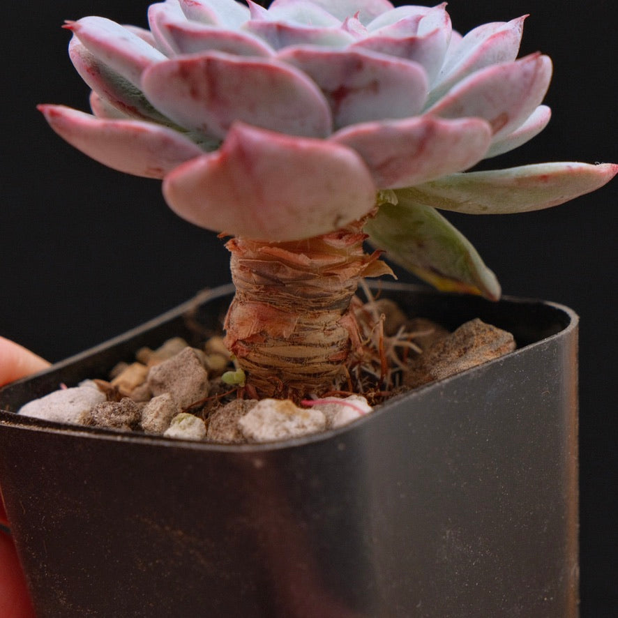 Echeveria Francia Korean Succulent Plant Air Magic hybrid