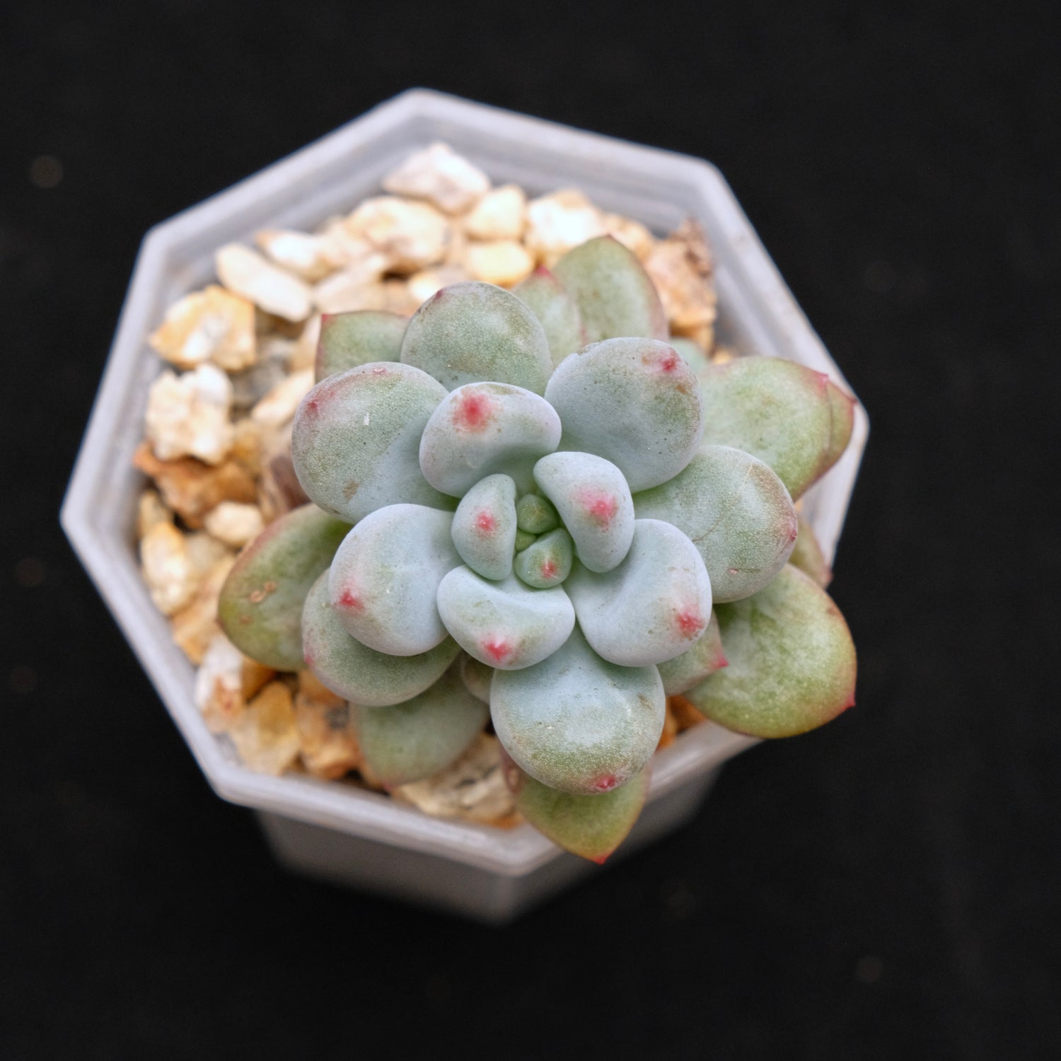 Echeveria Apple Bud baby Korean Succulent Plant