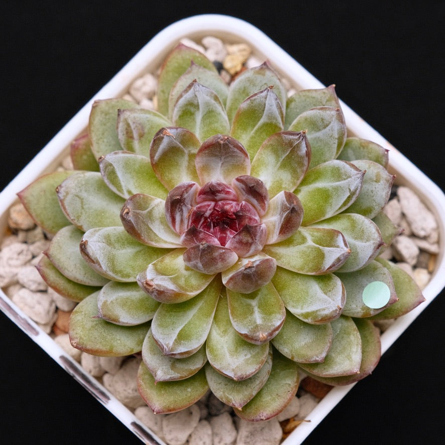 Echeveria Gem Stone Korean Succulent Plant
