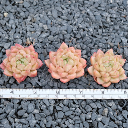 Echeveria Quartz Imported Succulent Plant