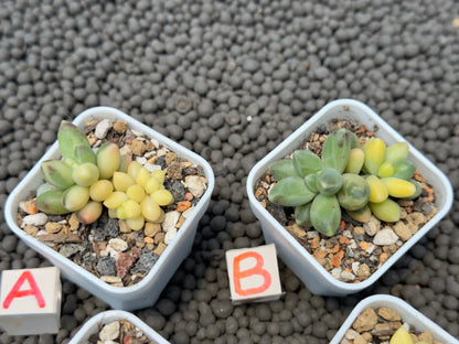 Pachyphytum compactum variegated Imported Succulent Plant