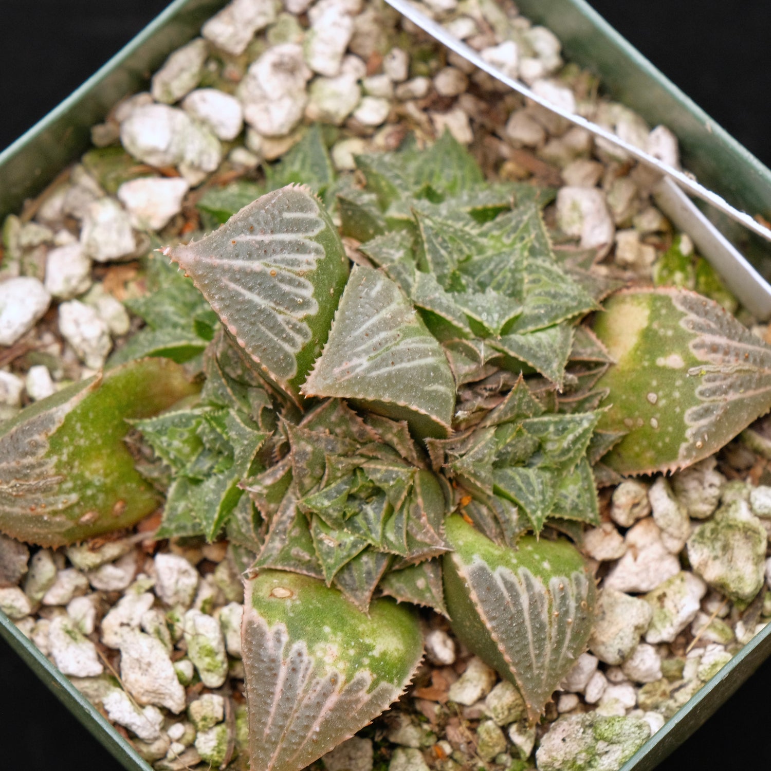Jim Smith Haworthia Hybrid Succulent Plant
