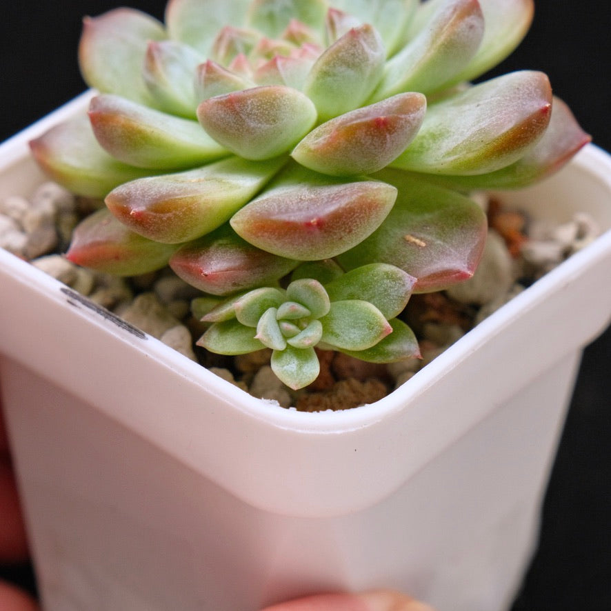 Echeveria Amber Korean Succulent Plant