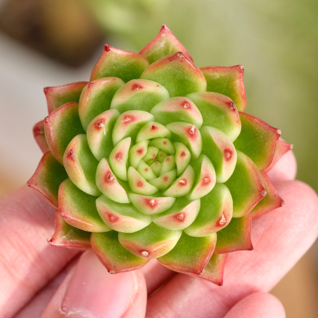 Echeveria Pizzicato Korean Succulent Plant Rare Hwaga hybrid
