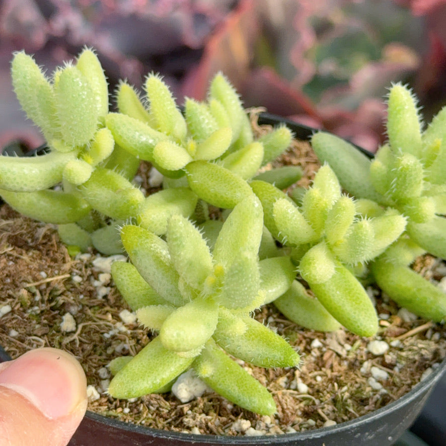 Variegated Pickle Plant Succulent Plant