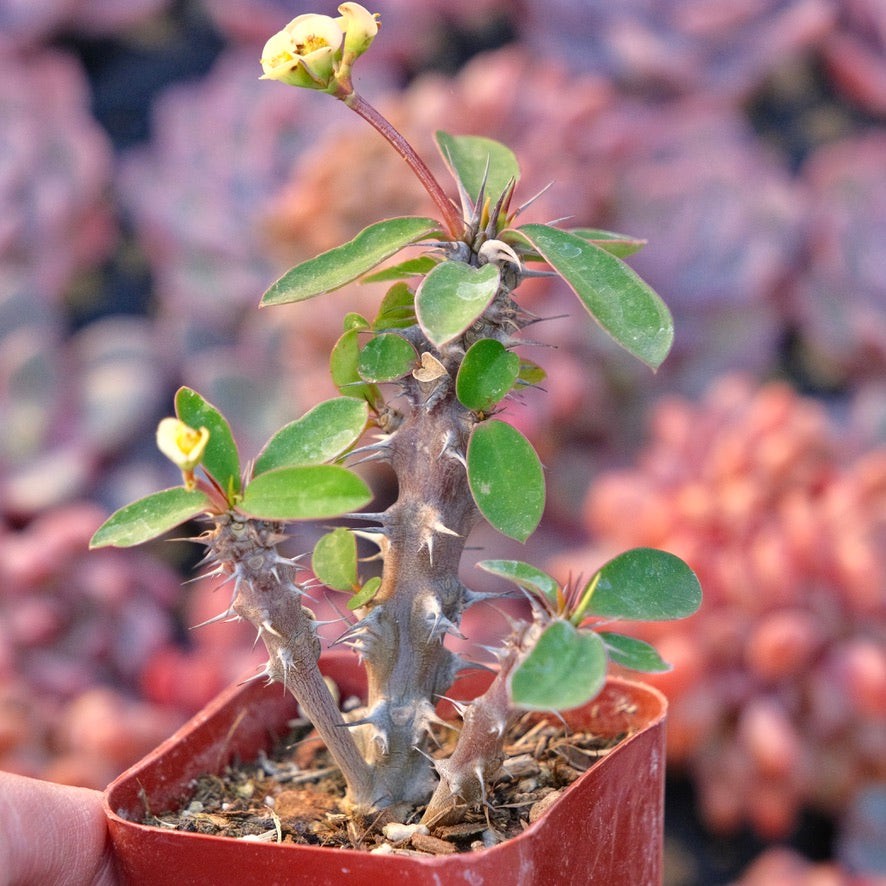 Euphorbia milii Succulent Plant