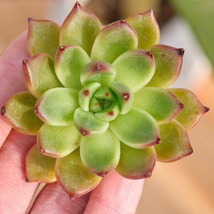 Echeveria Mono Crown Korean Succulent Plant Rare Hwaga hybrid