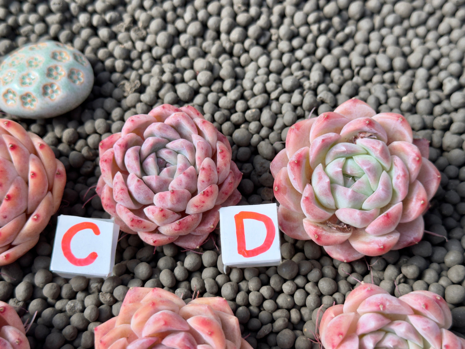 Echeveria Pink Lina Imported Succulent Plant