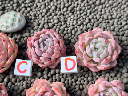 Echeveria Pink Lina Imported Succulent Plant