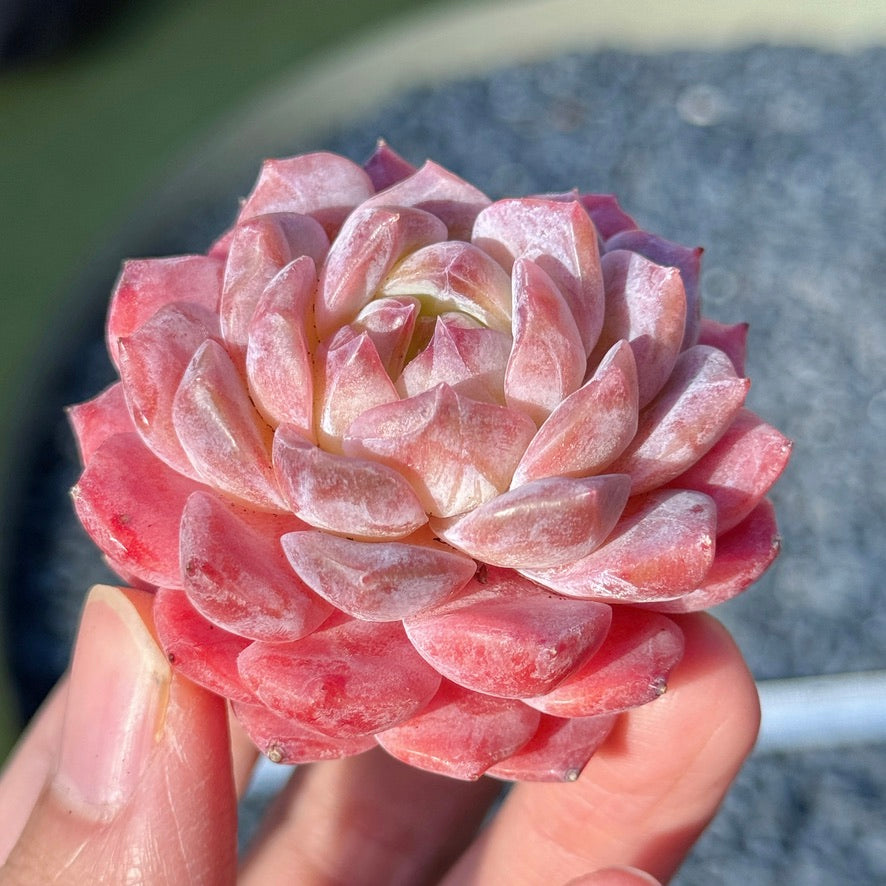 Echeveria Rosé Succulent Plant F
