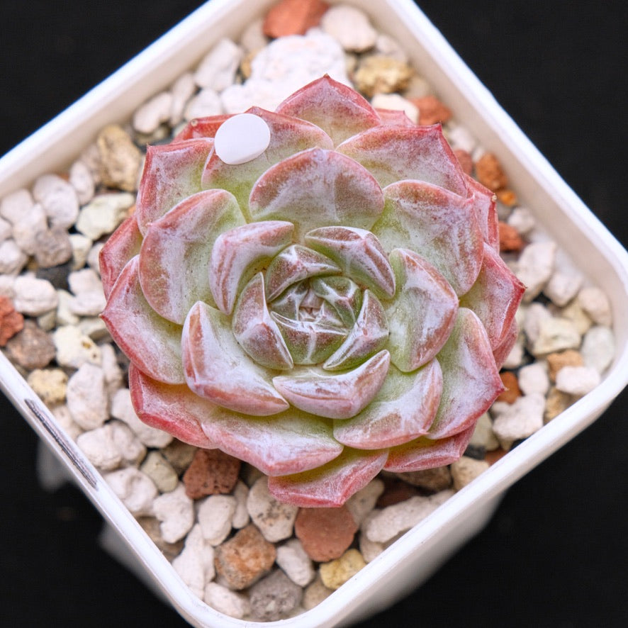 Echeveria Super Sonic Korean Succulent Plant