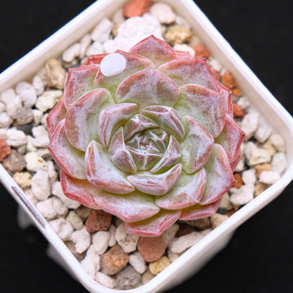 Echeveria Super Sonic Korean Succulent Plant