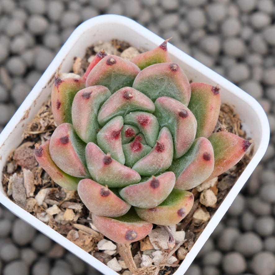 Echeveria Vanguard Korean Succulent Plant Hwaga Hybrid