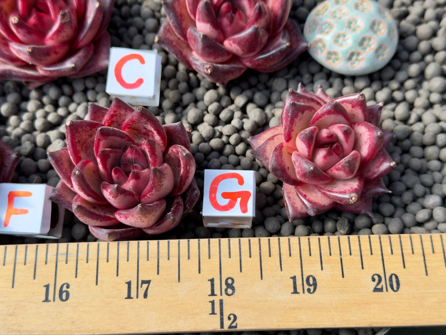 Echeveria agavoides Romeo Imported Succulent Plant