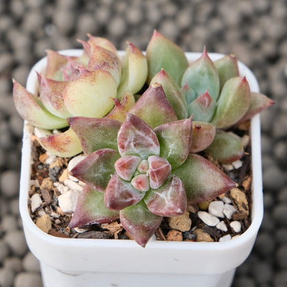 Mixed Baby Pot Korean Succulent Plant