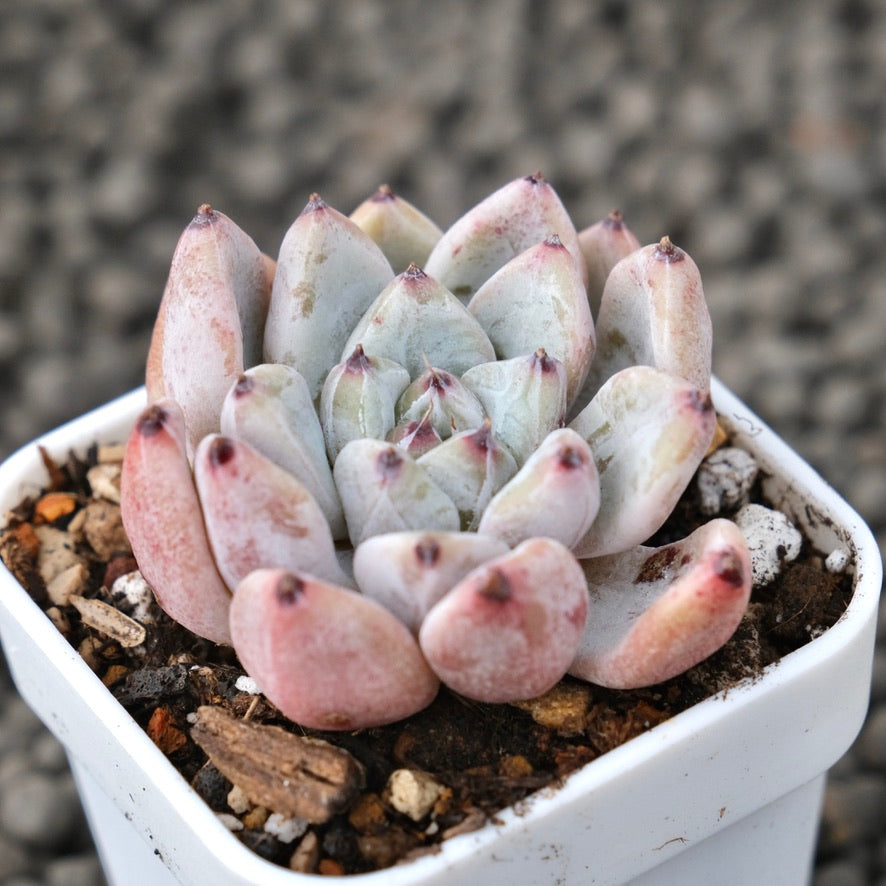 Echeveria Bijou Korean Succulent Plant