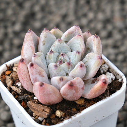 Echeveria Bijou Korean Succulent Plant