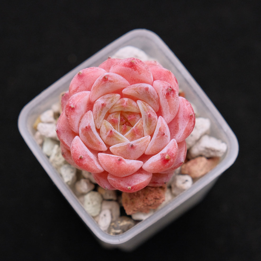Echeveria Hyalina hybrid Imported Succulent Plant 海琳娜杂