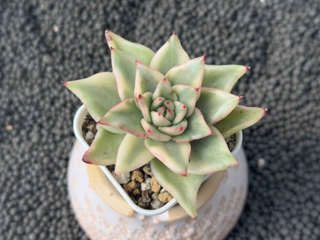 Variegated Echeveria agavoides Korean Succulent Plant