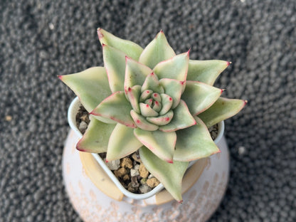 Variegated Echeveria agavoides Korean Succulent Plant