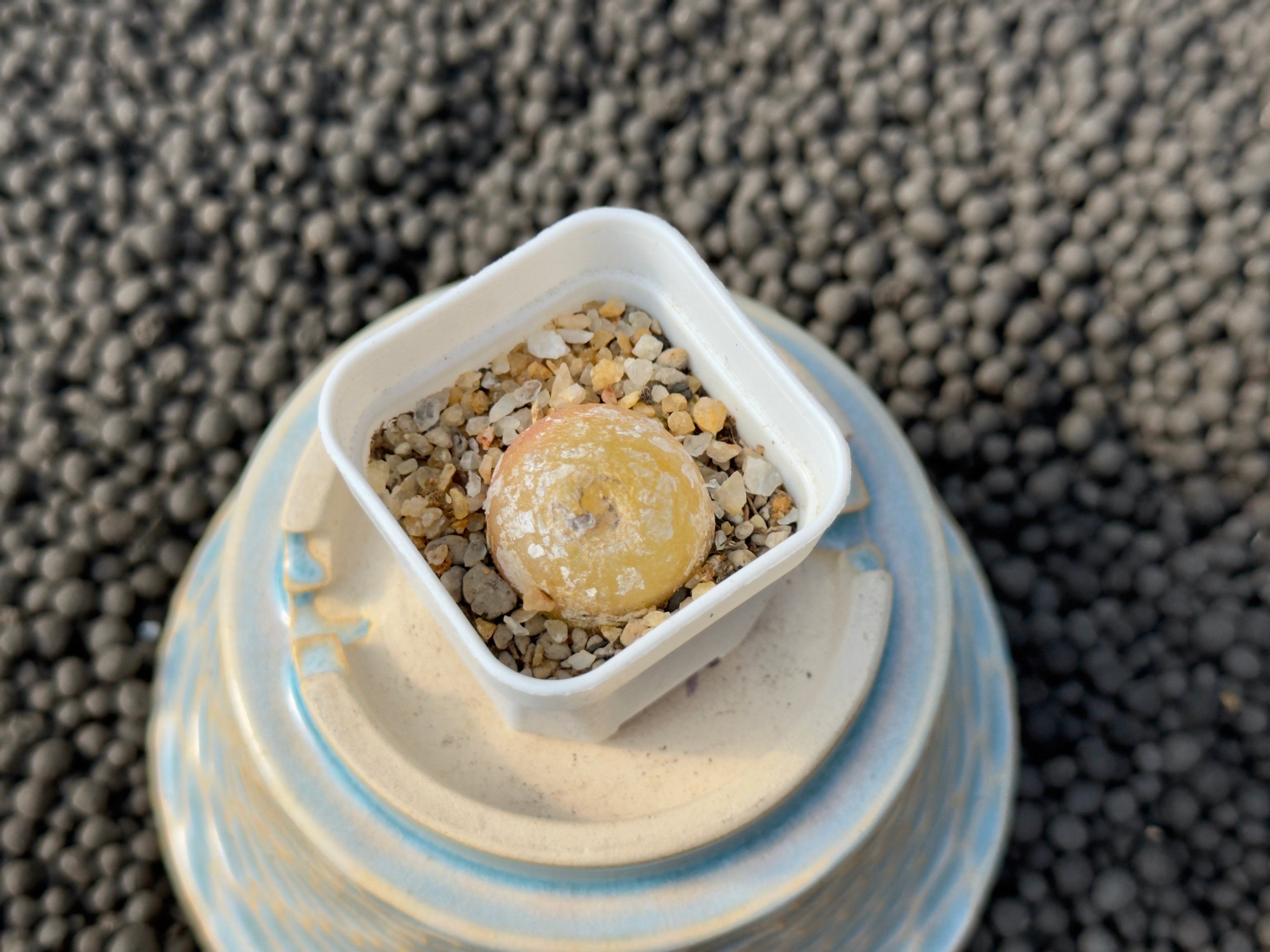 Conophytum burgeri Imported Succulent Plant