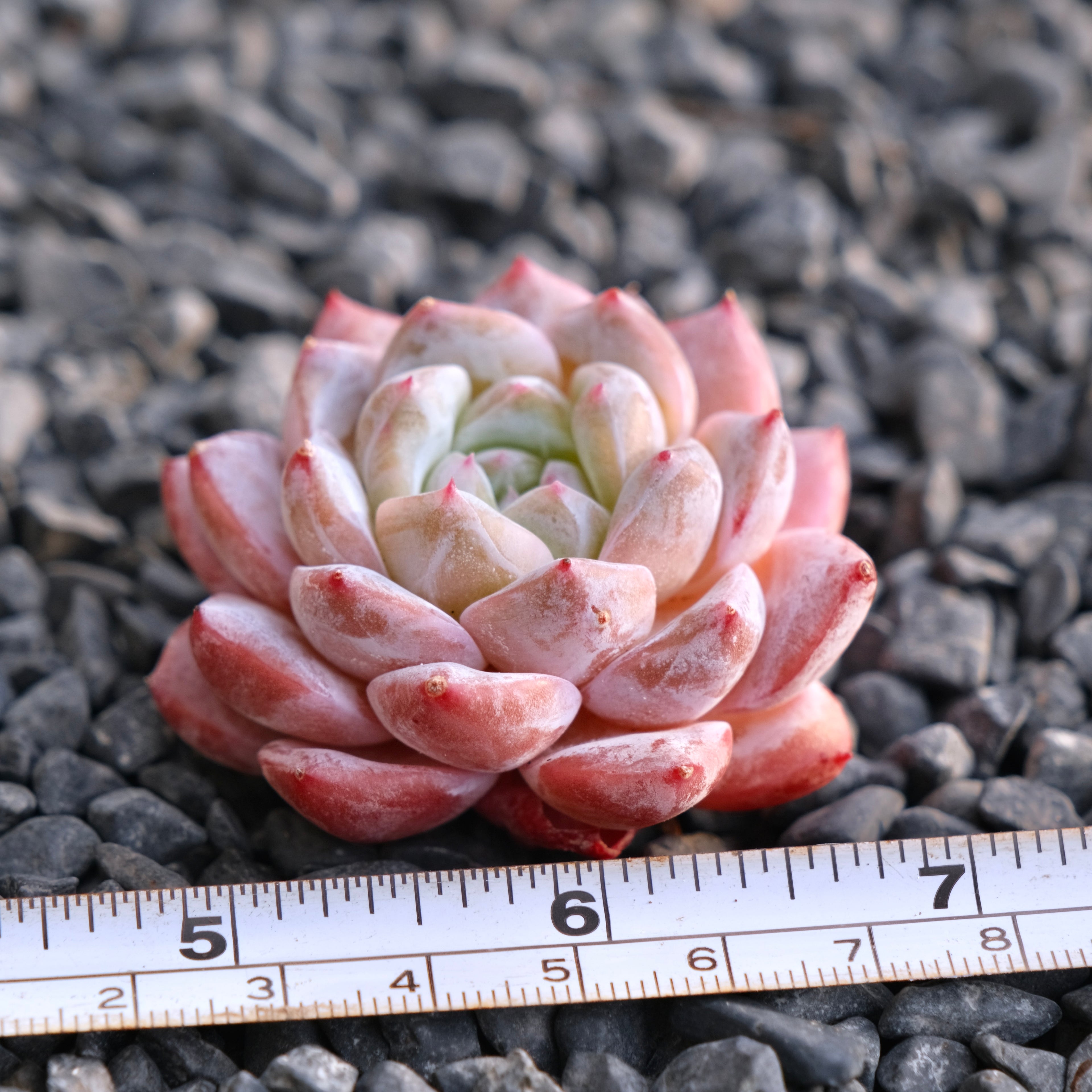 Mystery Hybrid Imported Succulent Plant