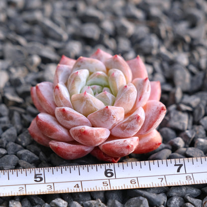 Mystery Hybrid Imported Succulent Plant