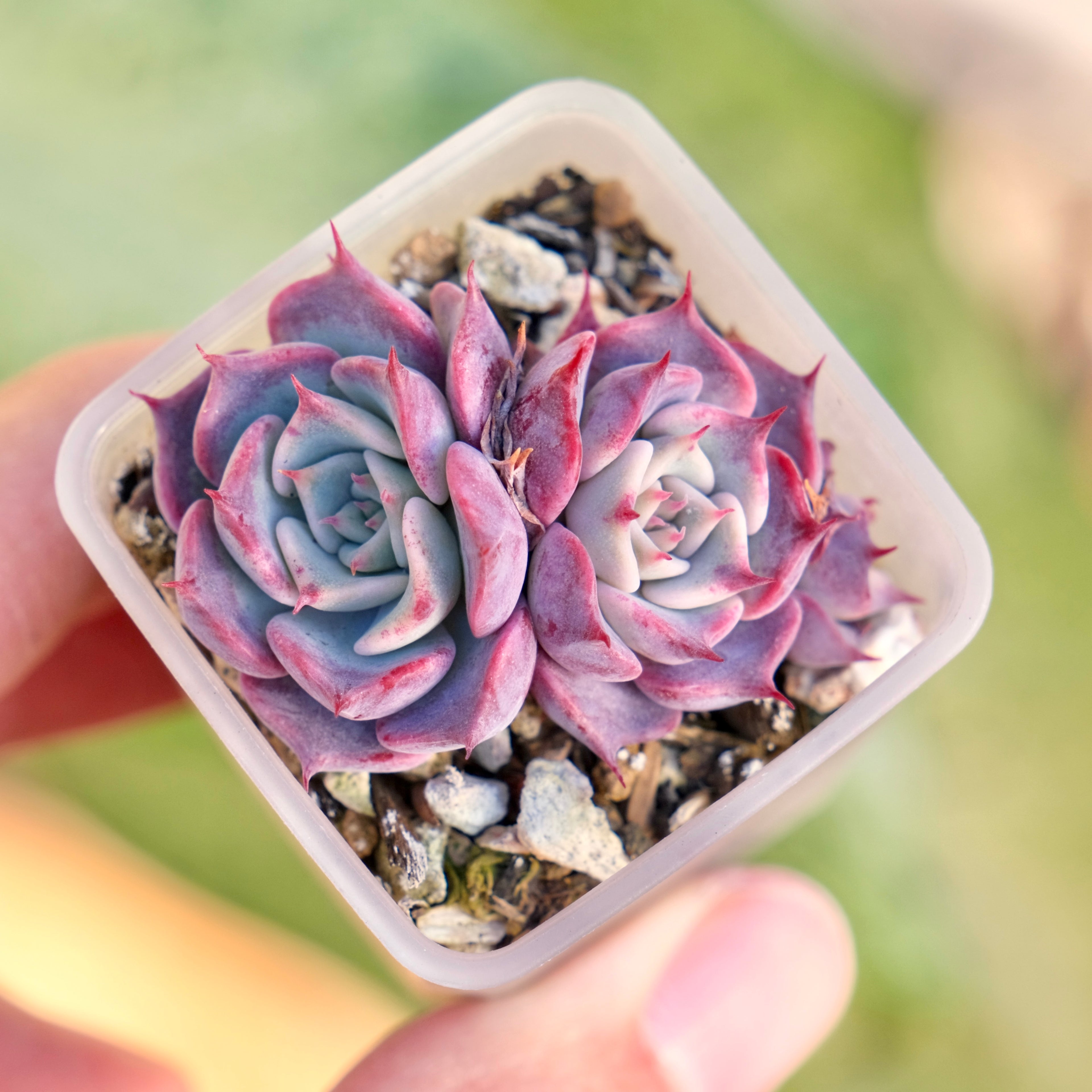 Echeveria Red Stitch Korean Succulent Plant Changhee hybrid