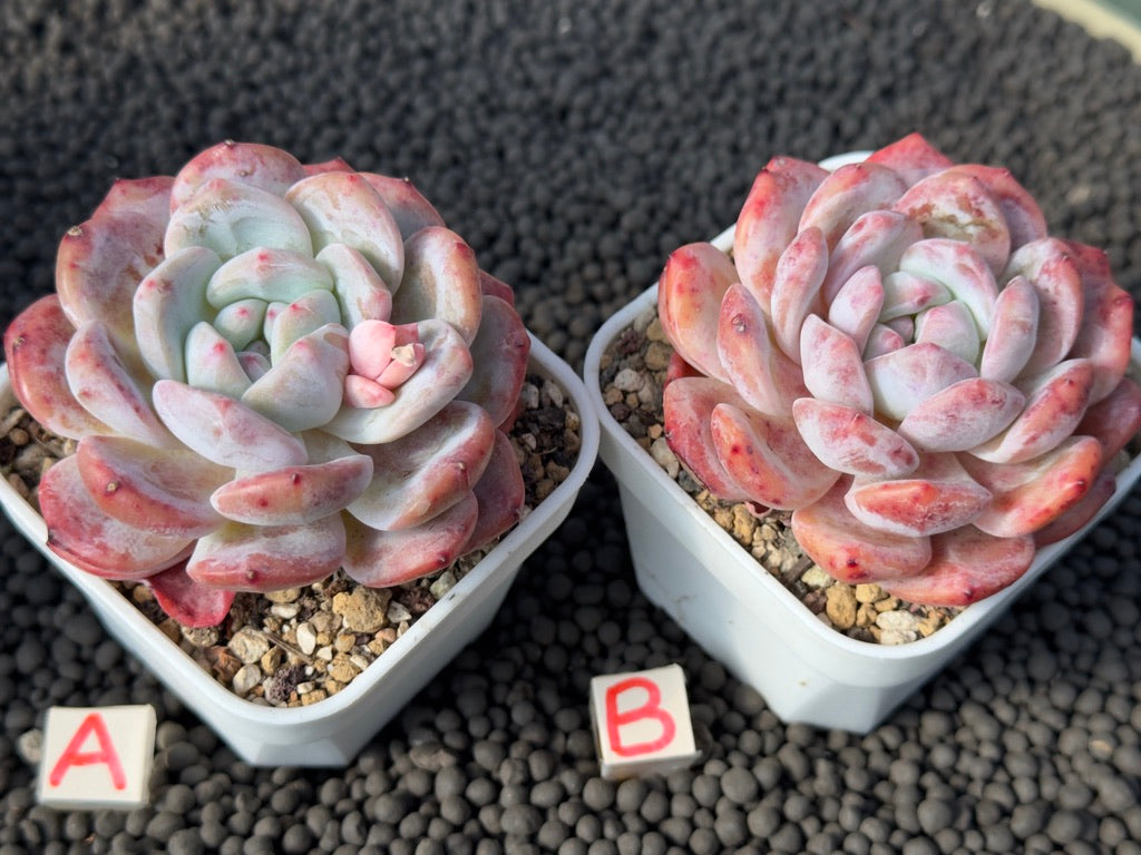 Echeveria Monroe Imported Succulent Plant