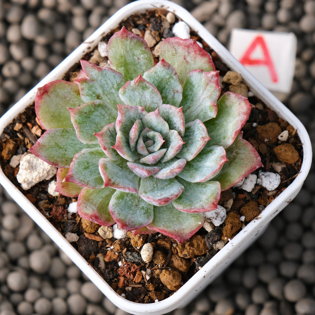 Variegated Echeveria Nova Rain Korean Succulent Plant Changhee Hybrid