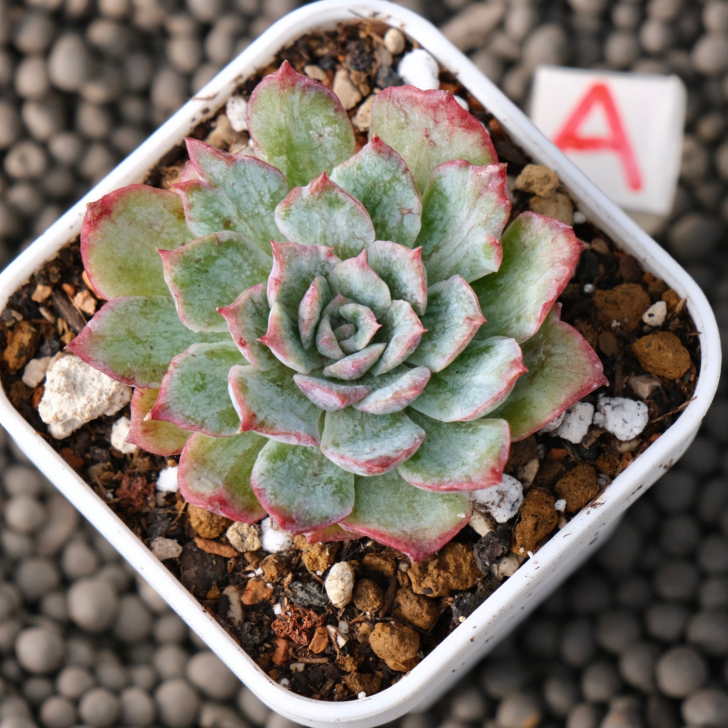 Variegated Echeveria Nova Rain Korean Succulent Plant Changhee Hybrid