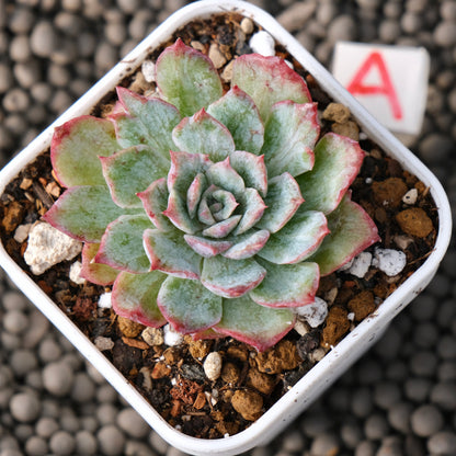 Variegated Echeveria Nova Rain Korean Succulent Plant Changhee Hybrid