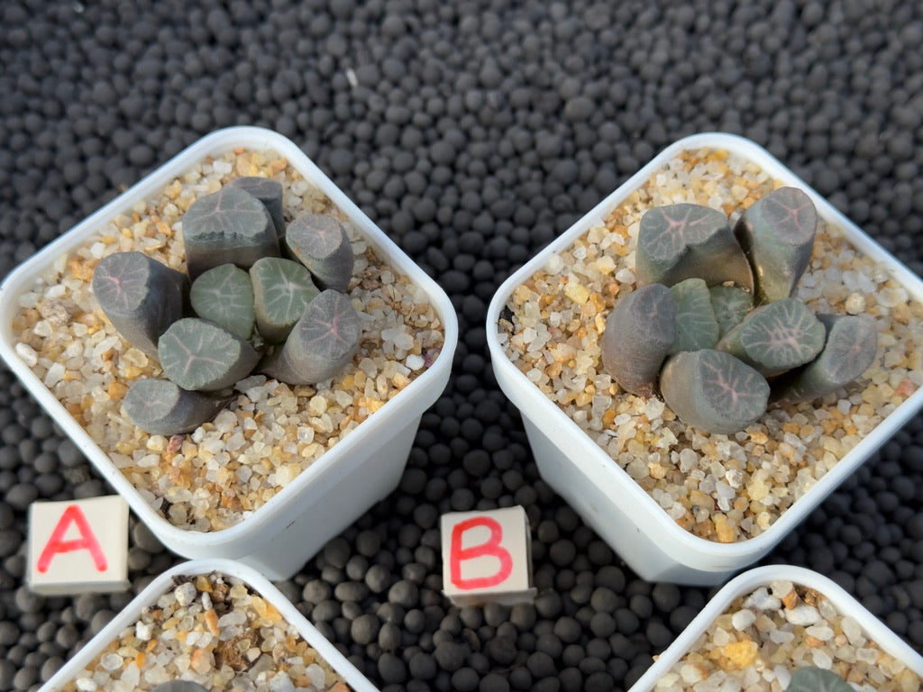 Haworthia maughanii Imported Succulent Plant