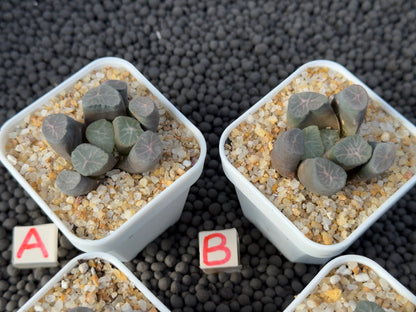 Haworthia maughanii Imported Succulent Plant