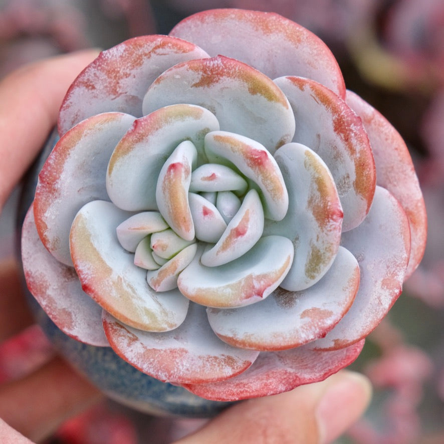 Echeveria laui Imported Succulent Plant