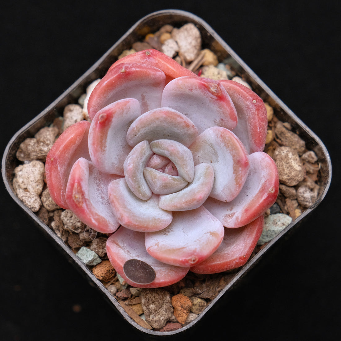 Echeveria Winter Flower Korean Succulent Plant 冬之花