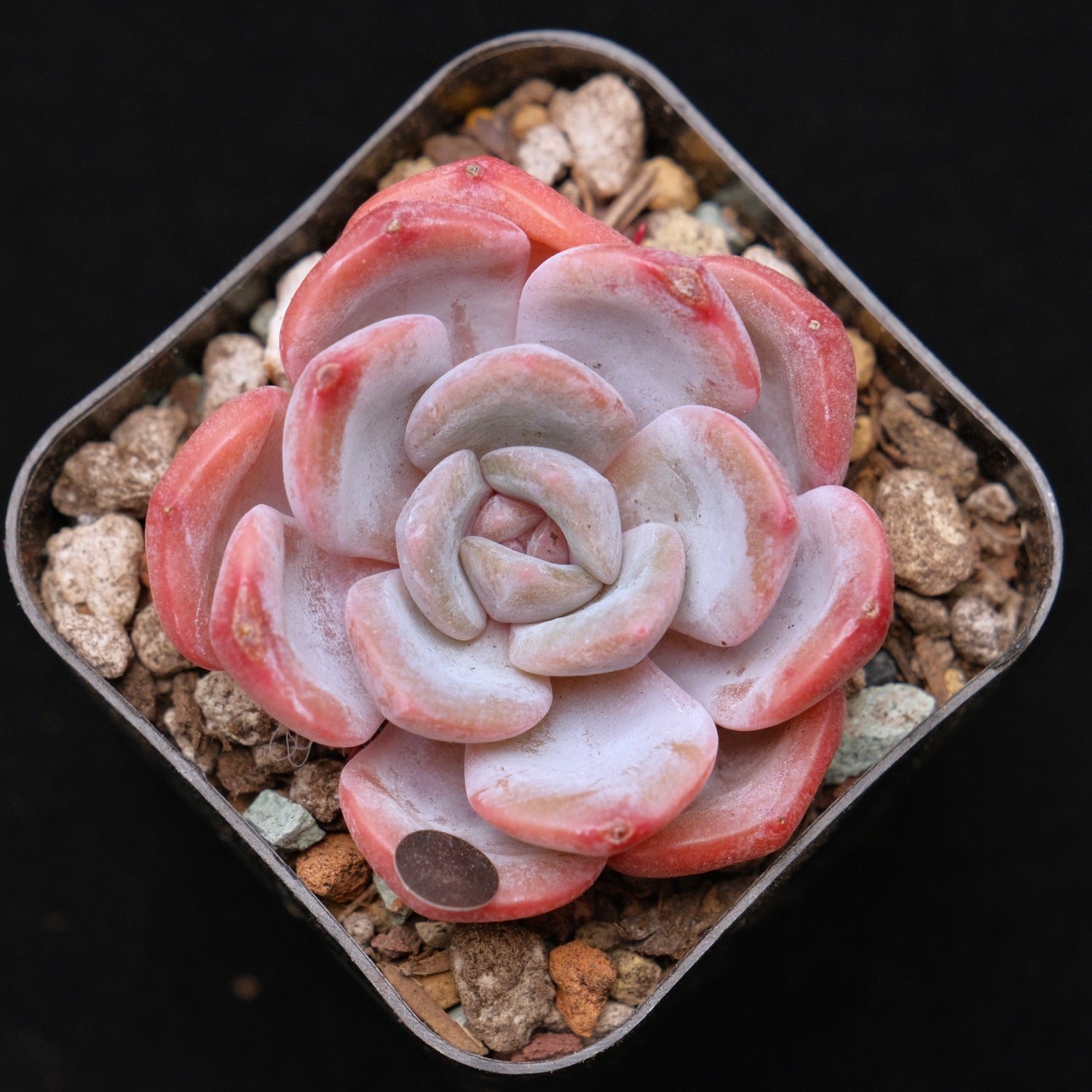 Echeveria Winter Flower Korean Succulent Plant 冬之花