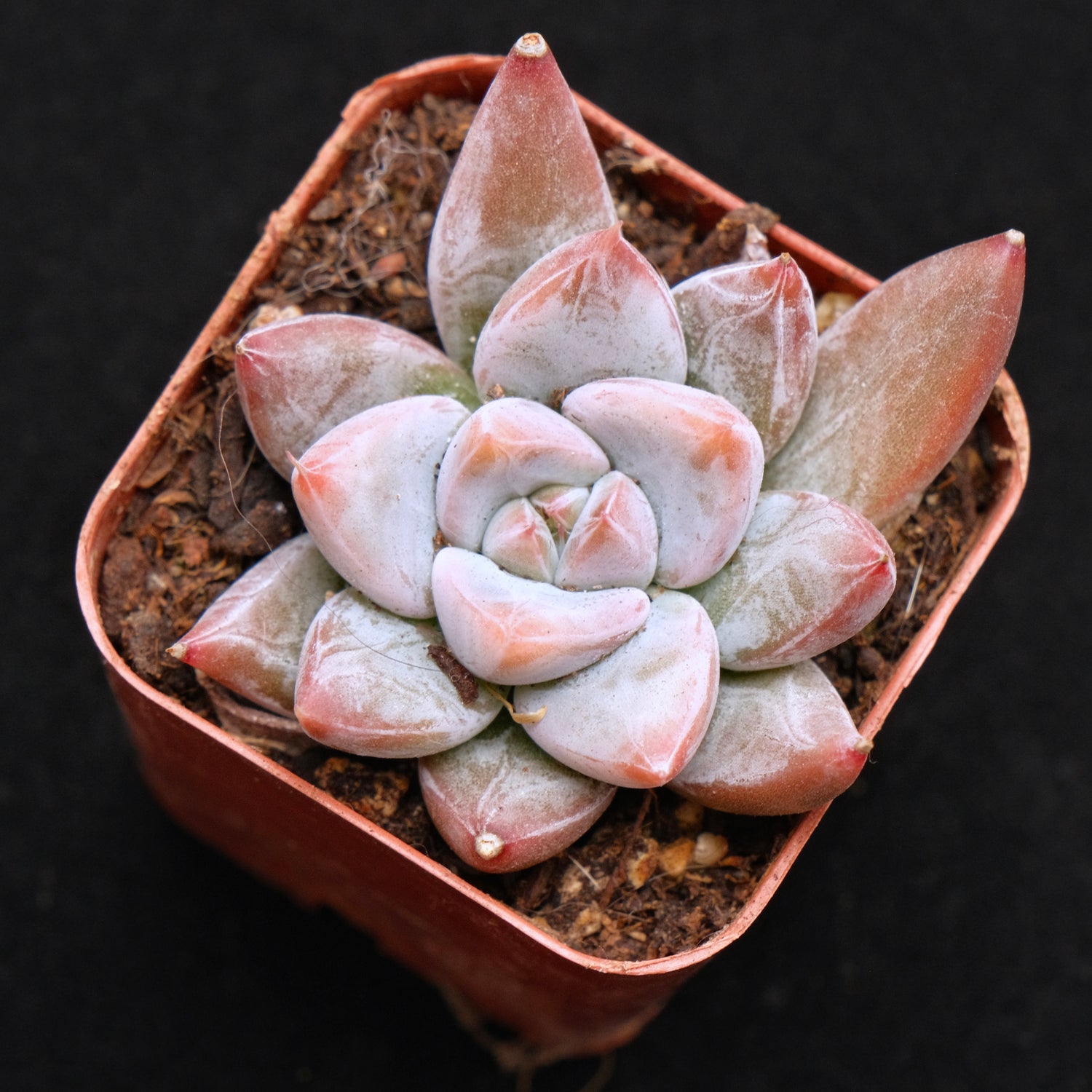Echeveria tolimanensis hybrid Succulent Plant