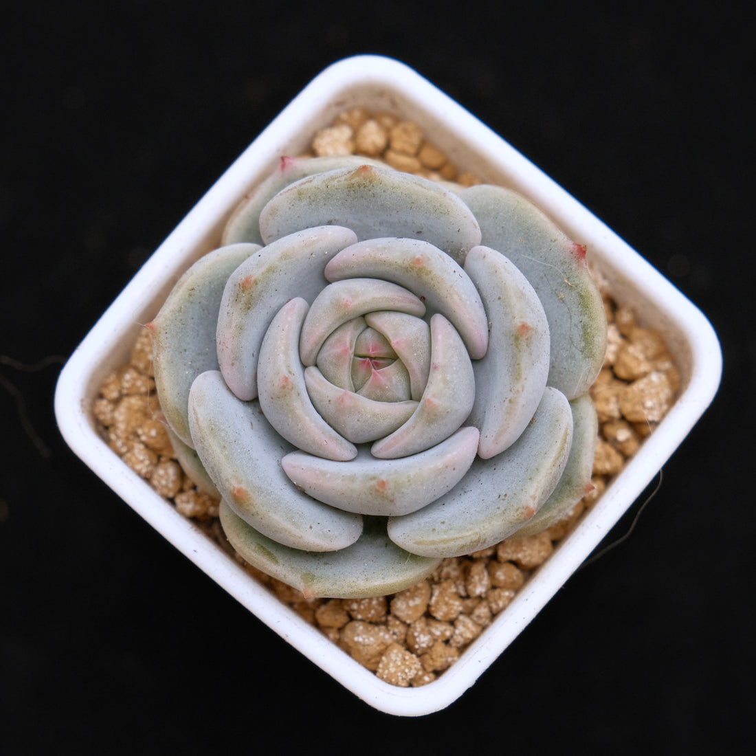 Echeveria White Sand Monroe Baby Korean Succulent Plant *Very Rare*