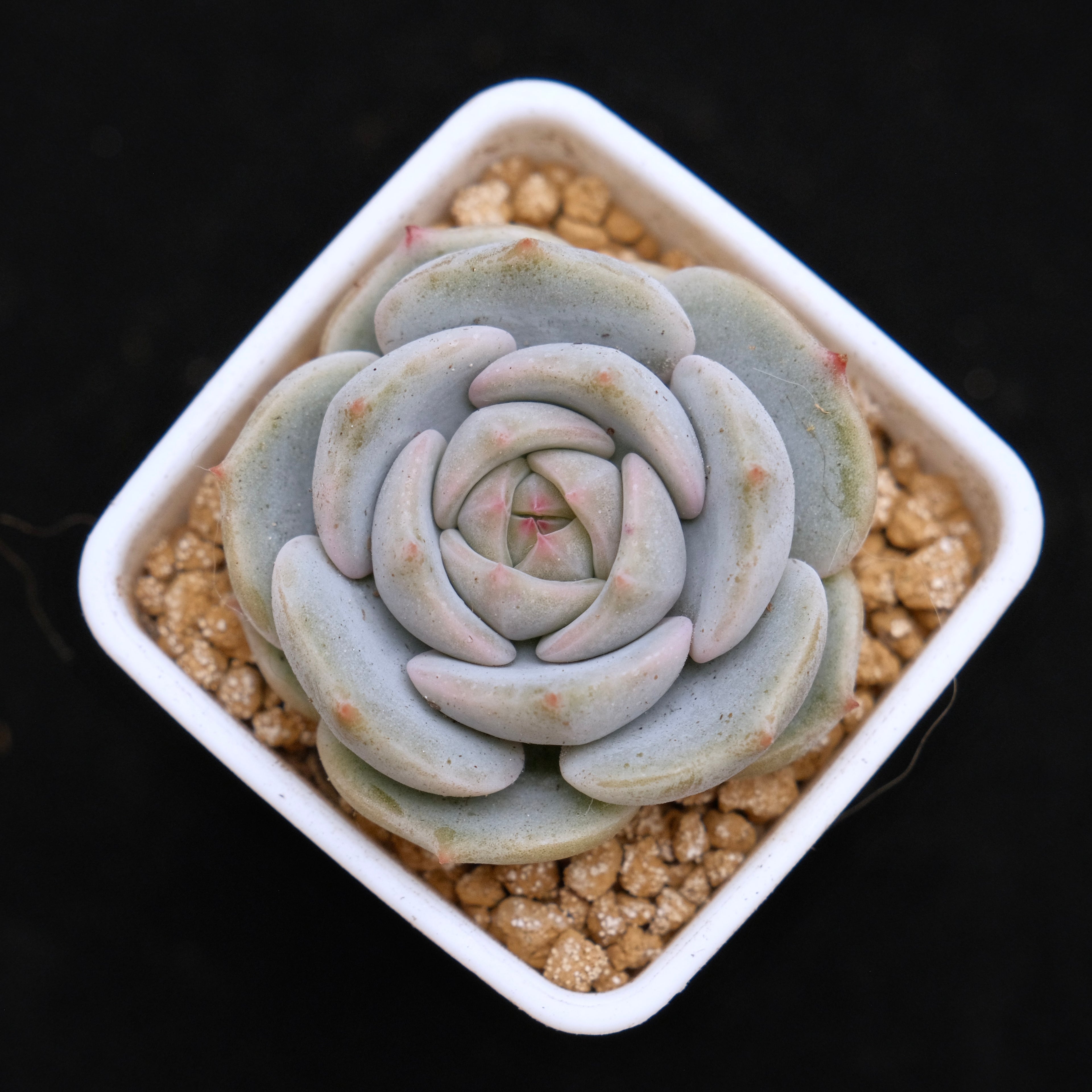 Echeveria White Sand Monroe Baby Korean Succulent Plant *Very Rare*