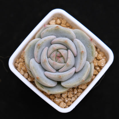 Echeveria White Sand Monroe Baby Korean Succulent Plant *Very Rare*