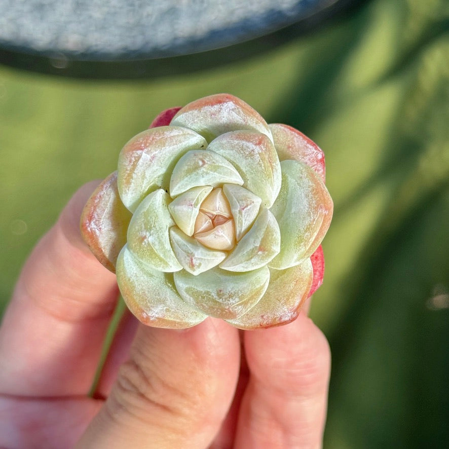 Echeveria Ice Green Succulent Plant C