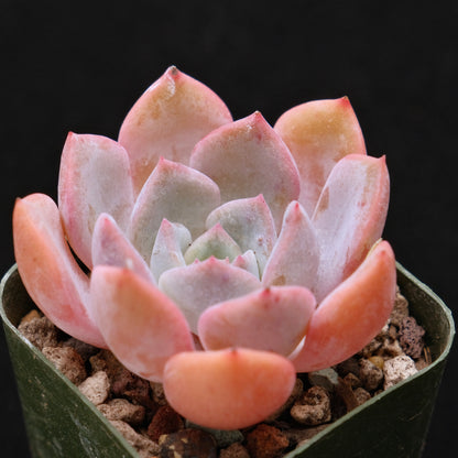 Echeveria Winter Flower Korean Succulent Plant 冬之花