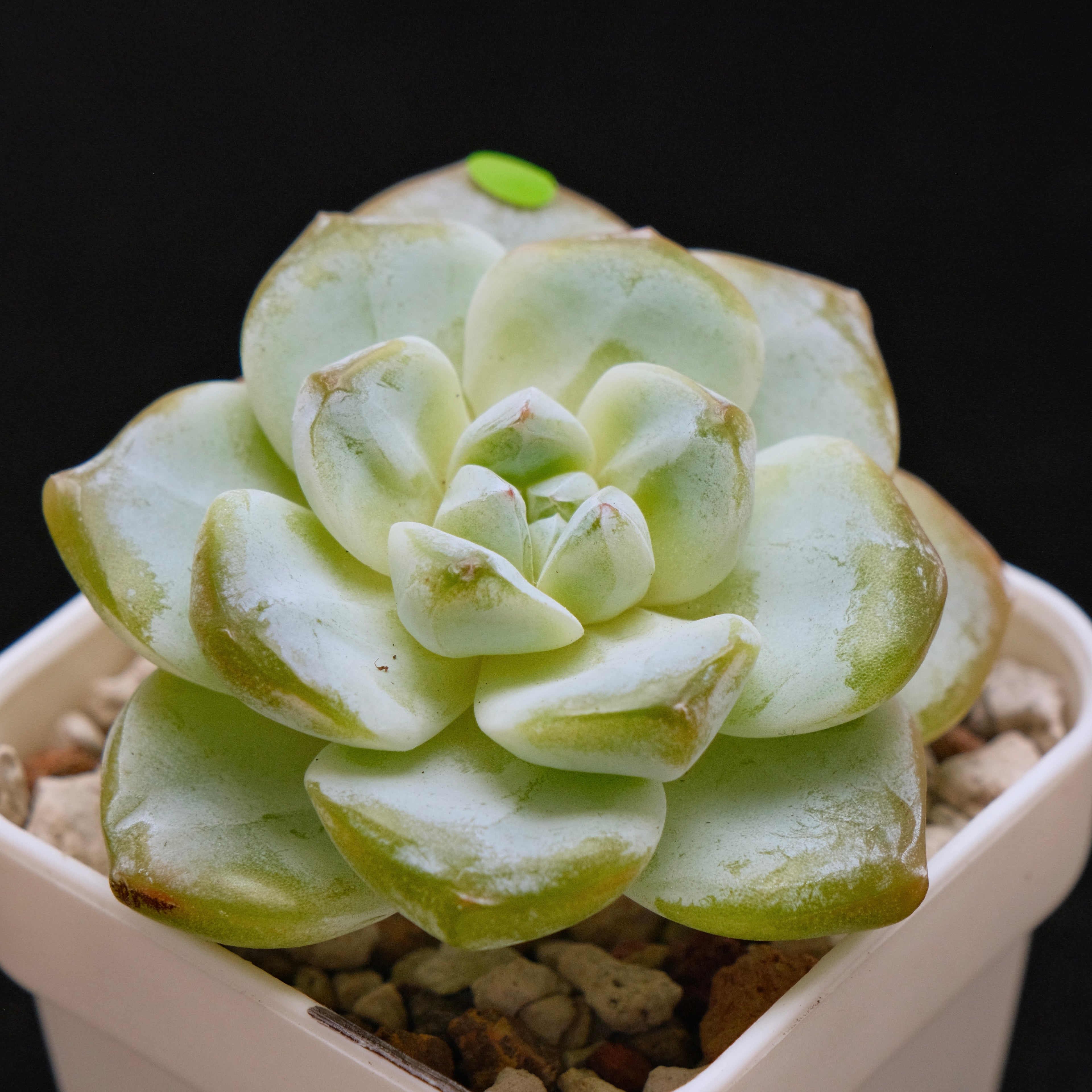 Echeveria Ice Green Korean Succulent Plant