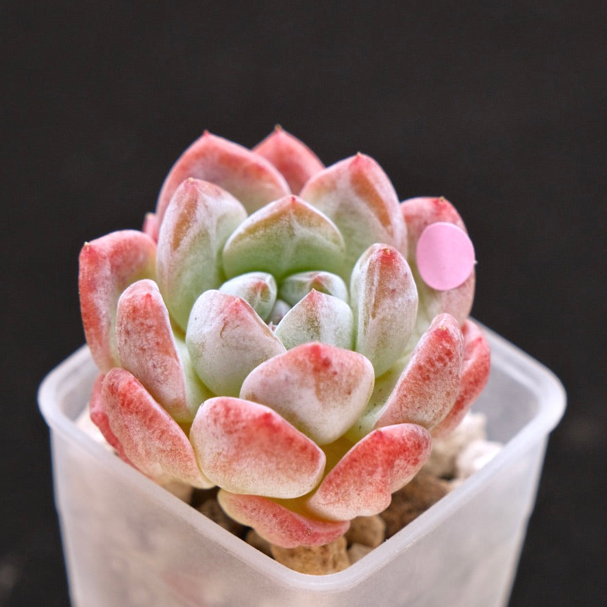 Echeveria Phantom of Pink Korean Succulent Plant